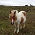 shetland_0112