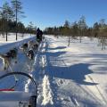 20240217_huski_finland_0244