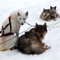 Huski Finnland 202402