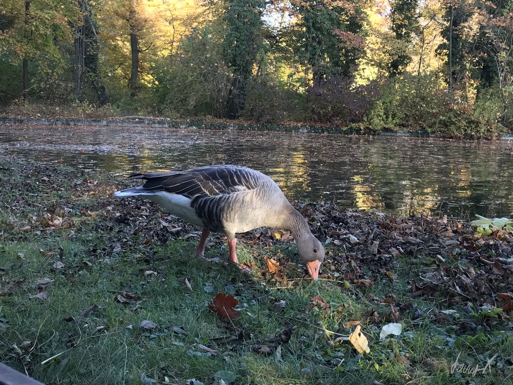 20211031_sonntagsspaziergang_web_0112