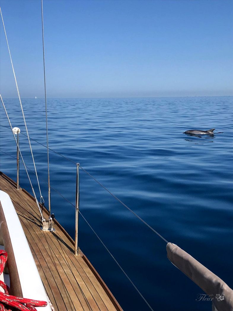 JolieFleur and Dolphines